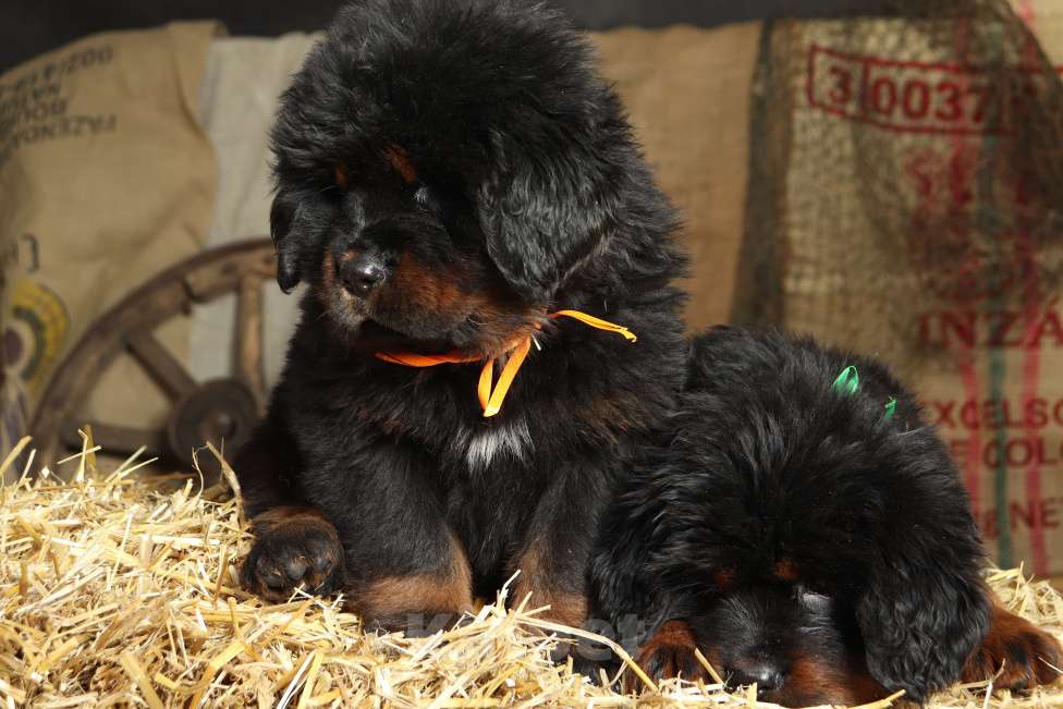 Собаки в других городах Московской области: Щенки Тибетского мастифа Разнополые, Бесплатно - фото 2