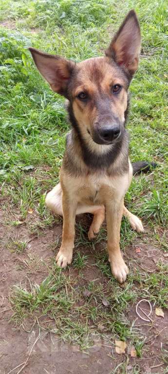 Собаки в Москве: Щенок Леся в добрые руки. Девочка, Бесплатно - фото 4