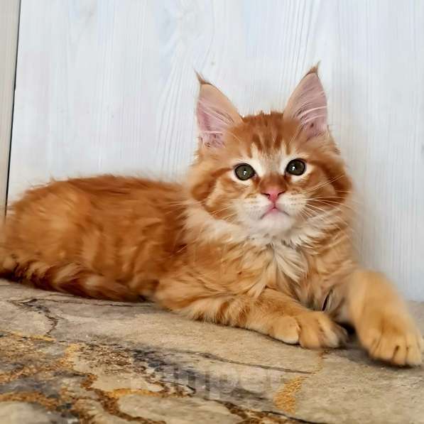 Кошки в других городах Ярославской области: Котята Мейн кун Мальчик, Бесплатно - фото 5