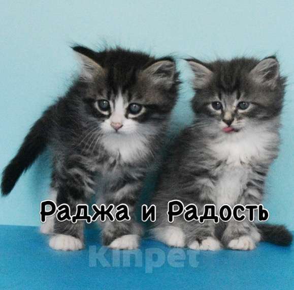 Кошки в Москве: Сибирские котята Мальчик, Бесплатно - фото 1