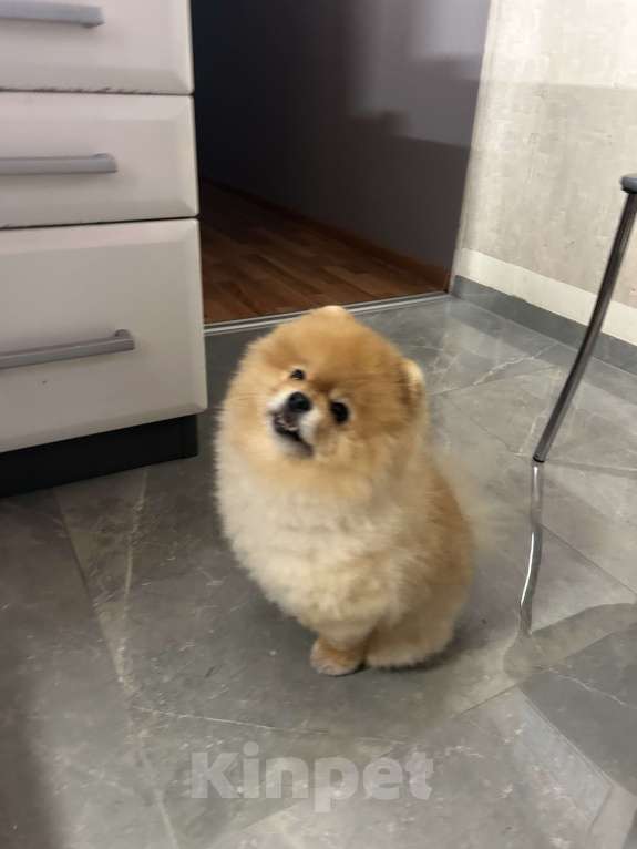 Собаки в Москве: Померанский мини шпиц, взрослый кабель готов для вязки  Мальчик, 6 000 руб. - фото 5