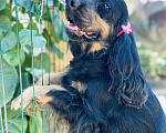 Собаки в других городах Ставропольского края: Английский Кокер спаниель  Мальчик, Бесплатно - фото 3