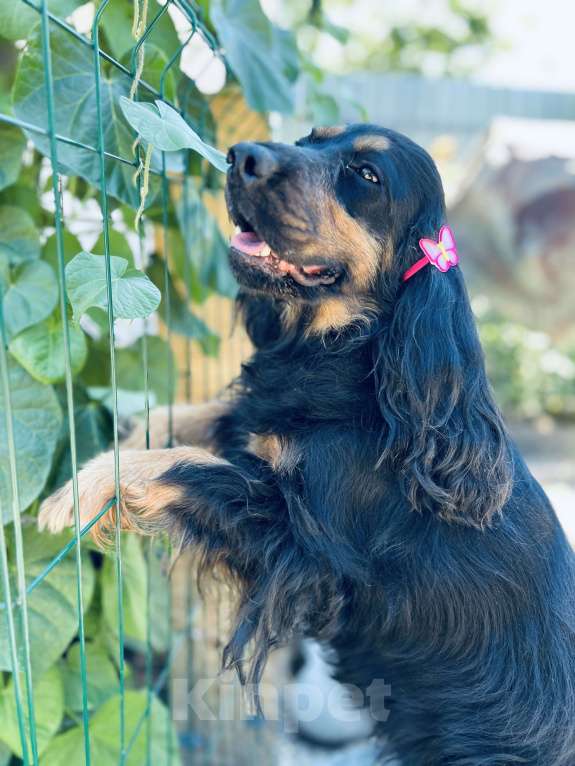 Собаки в других городах Ставропольского края: Английский Кокер спаниель  Мальчик, Бесплатно - фото 3