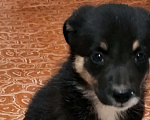 Собаки в других городах Тульской области: Щенка в добрые руки Девочка, 10 руб. - фото 1