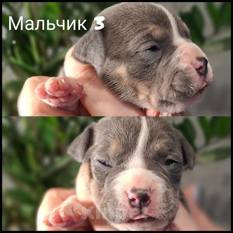 Собаки в Костроме: Американские булочки Девочка, 70 000 руб. - фото 6