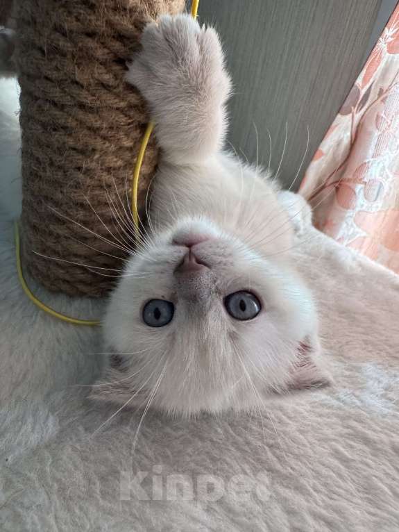 Кошки в Санкт-Петербурге: Шотландский вислоухий котик с документами Мальчик, 40 000 руб. - фото 4
