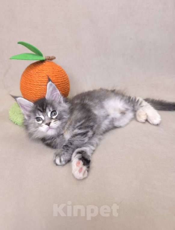 Кошки в Москве: Девочка помет С Девочка, 65 000 руб. - фото 3