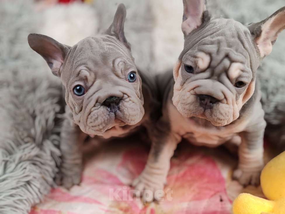 Собаки в Санкт-Петербурге: Шикарная лиловая  девочка Девочка, 80 000 руб. - фото 4