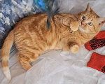 Кошки в Москве: Кошка рыже-мраморного окраса в добрые руки  Девочка, Бесплатно - фото 3