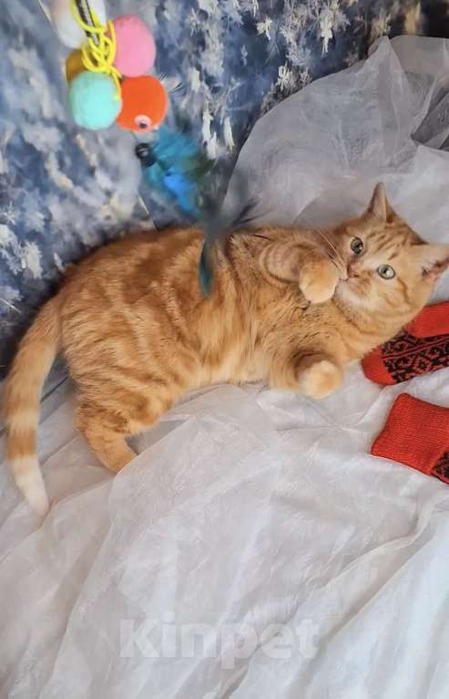 Кошки в Москве: Кошка рыже-мраморного окраса в добрые руки  Девочка, Бесплатно - фото 3