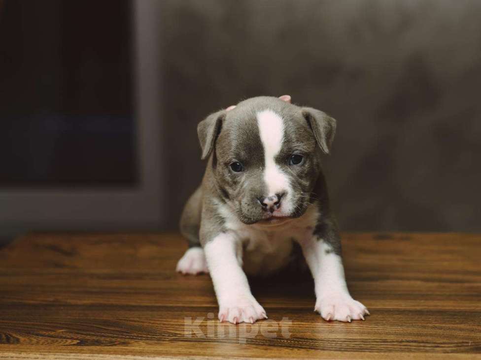 Собаки в Сургуте: Щенки Американского булли  Девочка, 60 000 руб. - фото 6