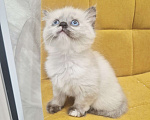 Кошки в Москве: Рэгдолл девочка  Девочка, 40 000 руб. - фото 5