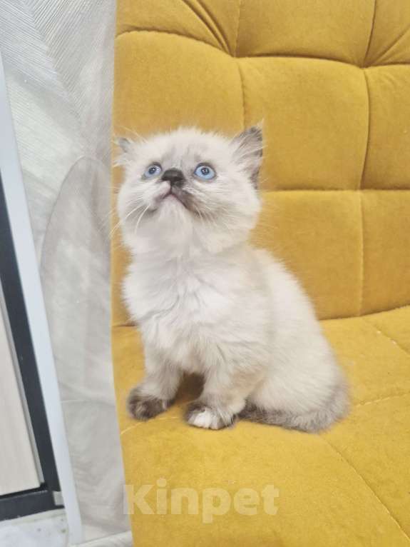 Кошки в Москве: Рэгдолл девочка  Девочка, 40 000 руб. - фото 5