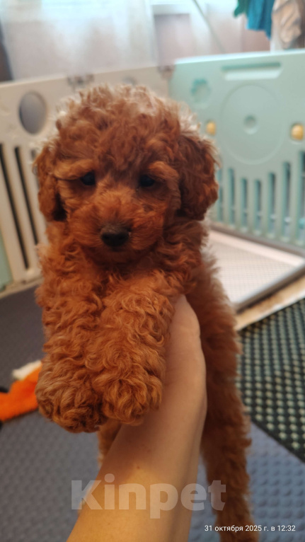 Собаки в Мытищах: Миниатюрный пудель Айва Девочка, 150 000 руб. - фото 1