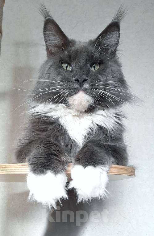 Кошки в Краснодаре: Котенок, приносящий счастье 💝 Девочка, 47 000 руб. - фото 6