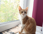 Кошки в Калуге: Котенок в добрые руки Девочка, Бесплатно - фото 4