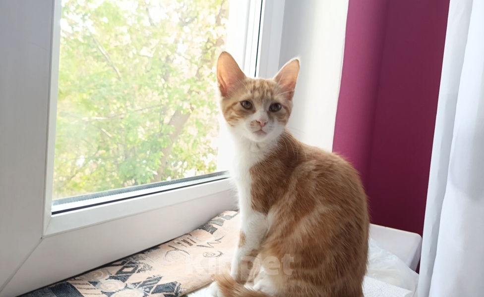 Кошки в Калуге: Котенок в добрые руки Девочка, Бесплатно - фото 4