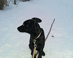 Собаки в Челябинске: Отдам щенка в добрые руки Девочка, 1 руб. - фото 2