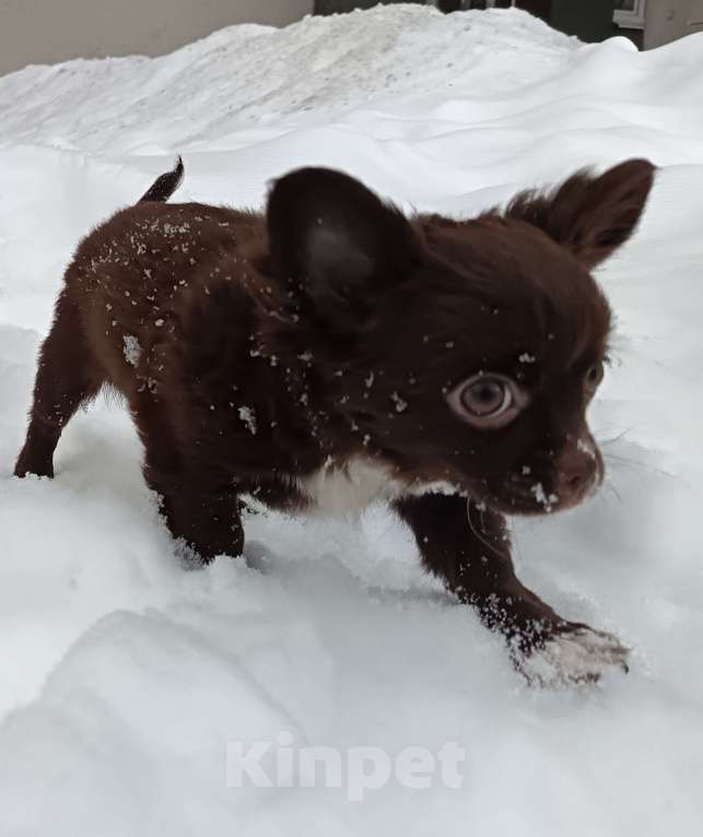 Собаки в Москве: Щенок чихуахуа длинношерстный Девочка, 60 000 руб. - фото 3