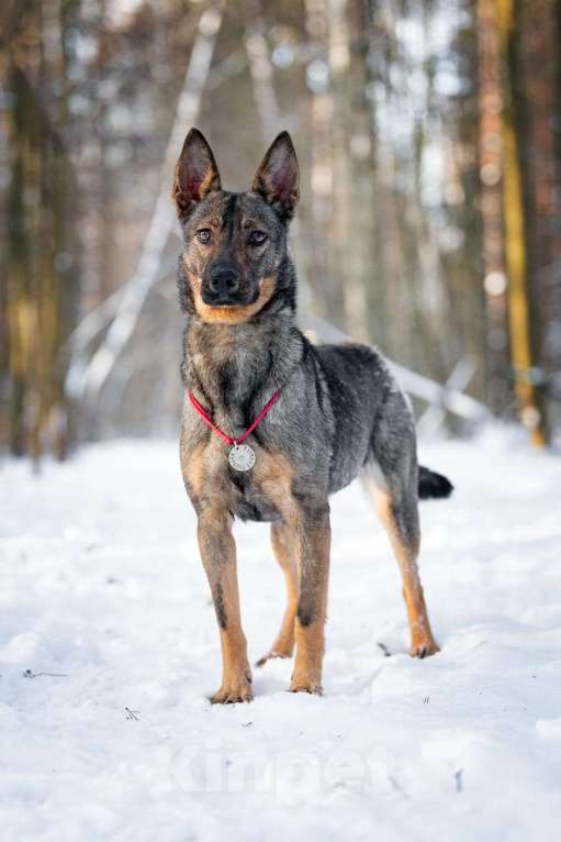 Собаки в Москве: Маленькая собака, которой кидали еду — но не давали дом Девочка, Бесплатно - фото 9