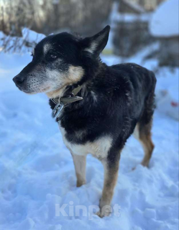 Собаки в Королеве: Нежная, трогательная Агата в поисках дома! Девочка, Бесплатно - фото 5