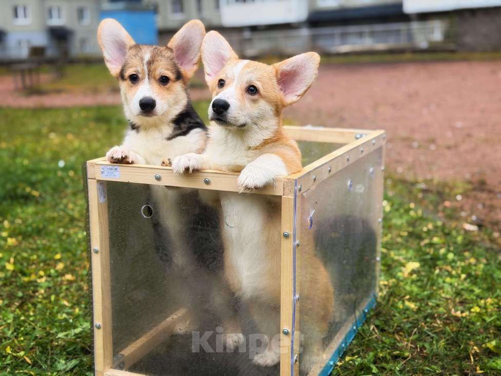 Собаки в Санкт-Петербурге: Красавица малышка ищет любящих мампап. Девочка, 45 000 руб. - фото 4