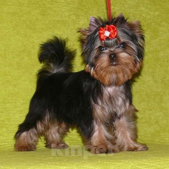 Собаки в Москве: Йорк Вязка Мальчик, 10 000 руб. - фото 3