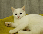 Кошки в Санкт-Петербурге: Беленький котёнок Мальчик, Бесплатно - фото 3