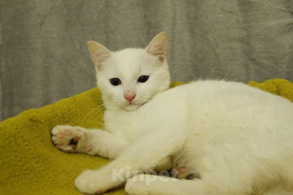 Кошки в Санкт-Петербурге: Беленький котёнок Мальчик, Бесплатно - фото 3