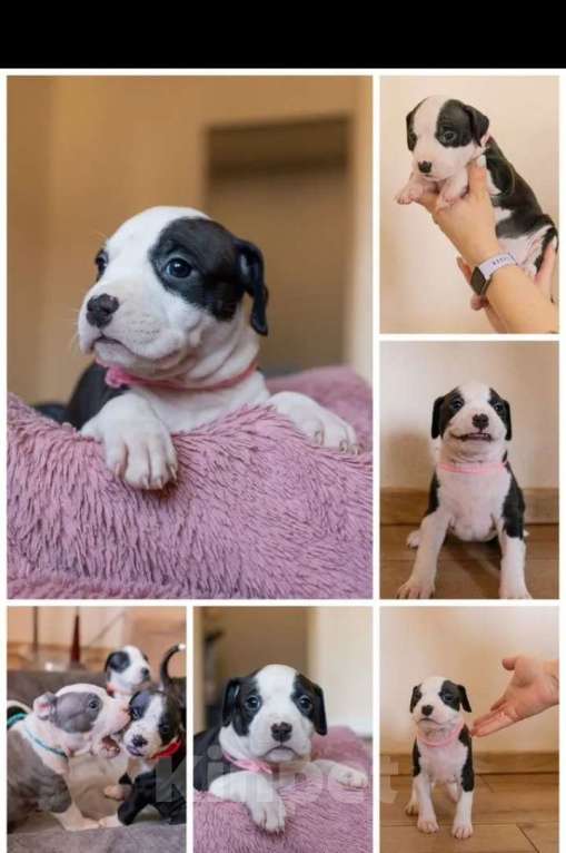 Собаки в Ивантеевке: Щенки от чемпионов Разнополые, 50 000 руб. - фото 3