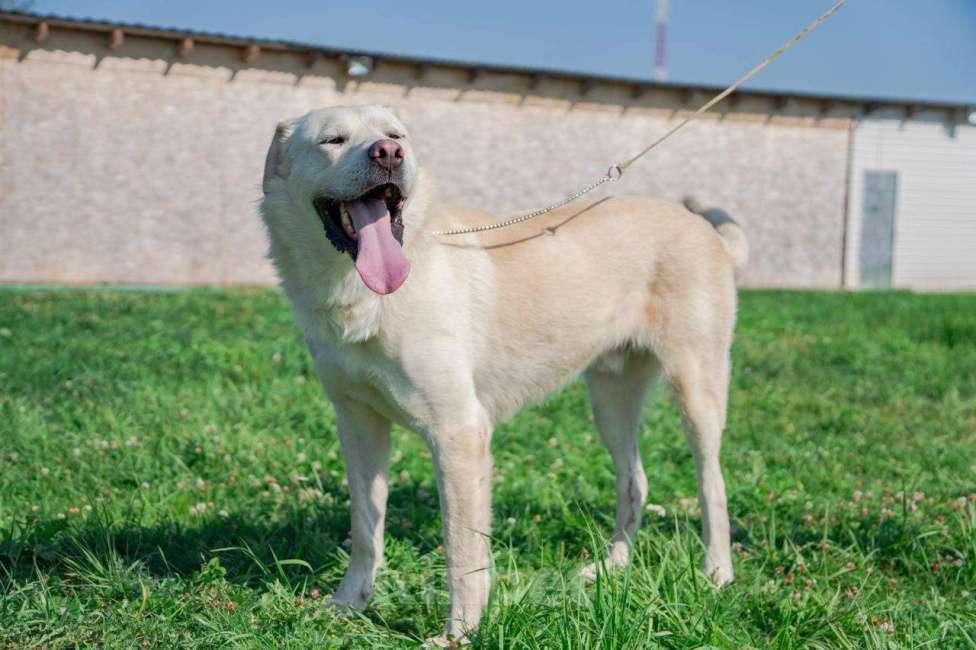 Собаки в Москве: шикарный кобель ищет дом метис лабрадора Мальчик, Бесплатно - фото 2