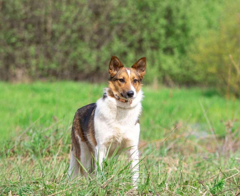 Собаки в Москве: Нежная и миниатюрная девочка Жужа ищет дом Девочка, 1 руб. - фото 5