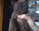 Кошки в Москве: Бурманские котята  Мальчик, 25 000 руб. - фото 1