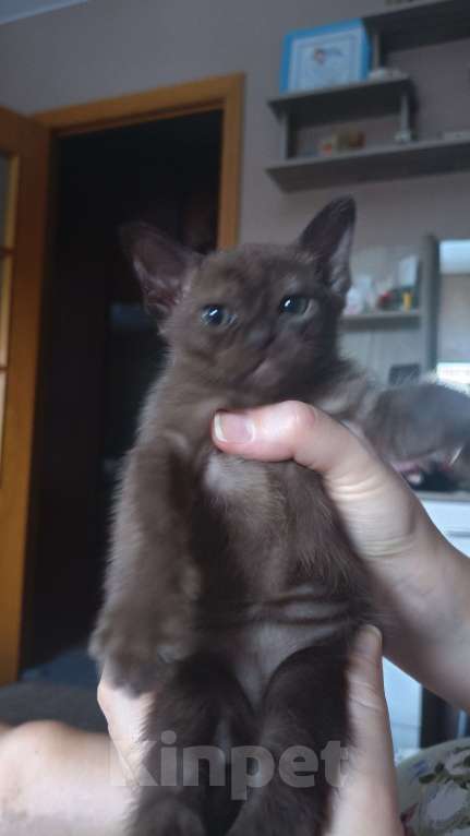 Кошки в Москве: Бурманские котята  Мальчик, 25 000 руб. - фото 1