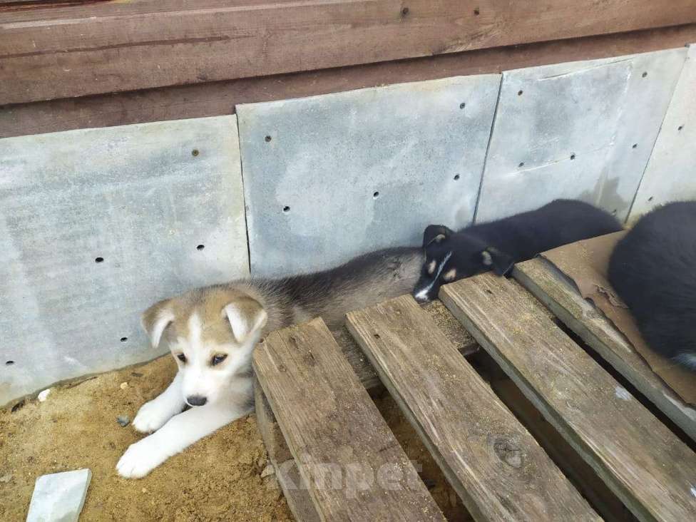 Собаки в Москве: 4 девочки щенки хаски подброшены к приюту Девочка, Бесплатно - фото 4