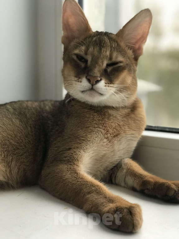 Кошки в Магнитогорске: Мальчик чаузиф1 Мальчик, 60 000 руб. - фото 3