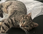 Кошки в Москве: Коржик ищет дом! Мальчик, Бесплатно - фото 2