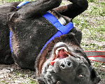 Собаки в Истре: Красотка Энджи собака в добрые руки Девочка, Бесплатно - фото 8