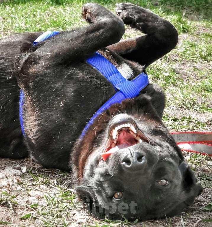 Собаки в Истре: Красотка Энджи собака в добрые руки Девочка, Бесплатно - фото 8