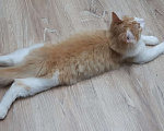 Кошки в Ижевске: Пушистый милаха Мальчик, Бесплатно - фото 4