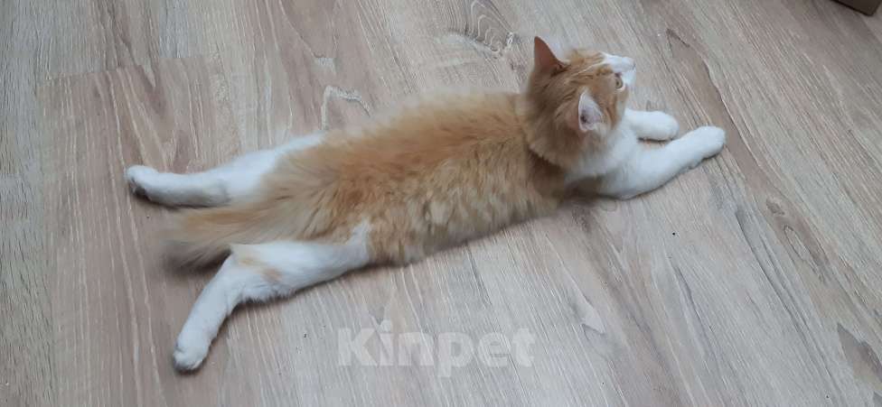 Кошки в Ижевске: Пушистый милаха Мальчик, Бесплатно - фото 4
