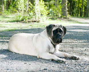 Американский мастиф