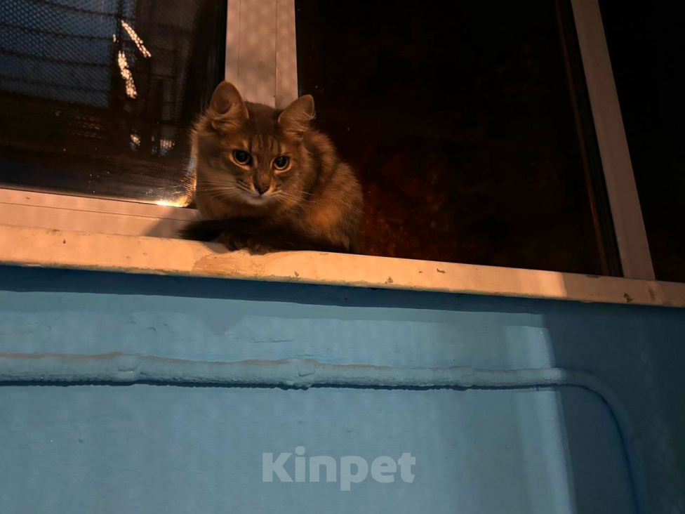 Кошки в Москве: Олежик, мимо которого прошли все Мальчик, Бесплатно - фото 3