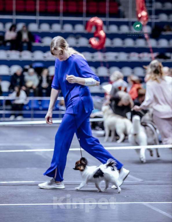 Собаки в Москве: Щенок папийона девочка Челси Девочка, 100 000 руб. - фото 3