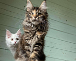 Кошки в Домодедово: Котята мейнкун , 50 000 руб. - фото 9
