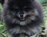 Собаки в Краснодаре: Вязка шпица, 5 000 руб. - фото 6