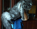 Кошки в Ливны: Котята мейн-кун, 50 000 руб. - фото 6