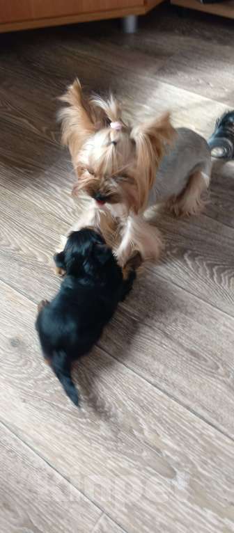 Собаки в Тюмени: Продам щенка  Девочка, 28 000 руб. - фото 5