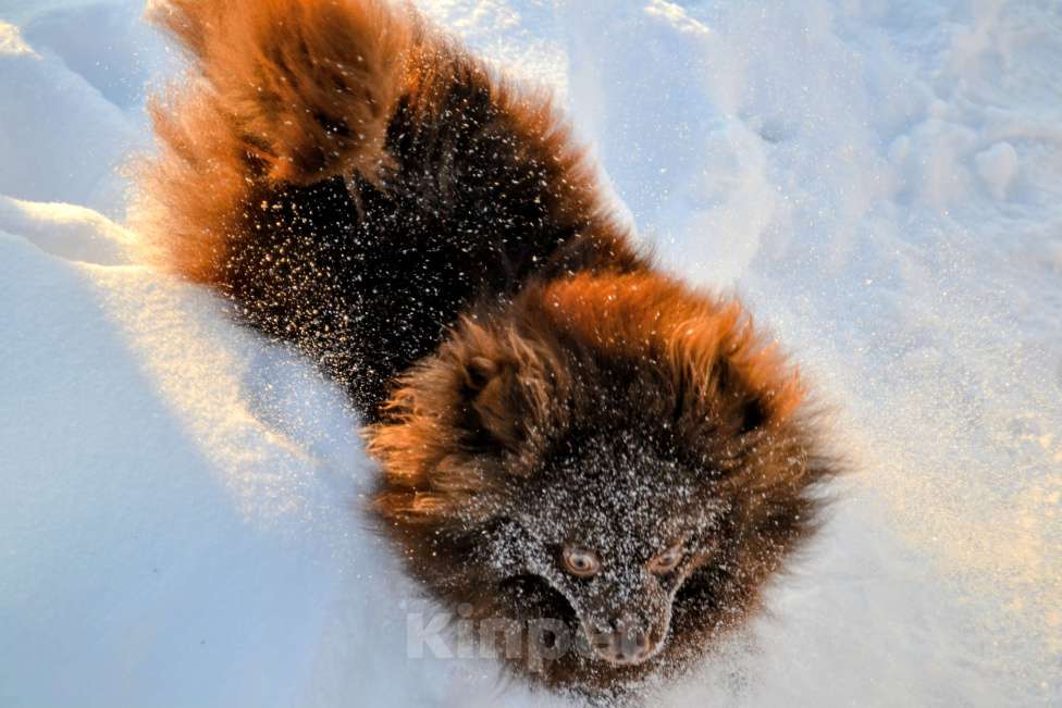 Собаки в Ореховом-Зуево: Маняша Девочка, 35 000 руб. - фото 2