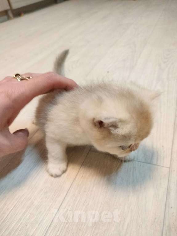 Кошки в Воронеже: Девочка биметаллик Девочка, 35 000 руб. - фото 4